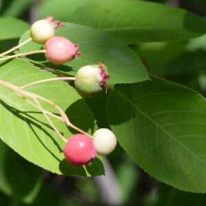 Amelanchier do Canada — Raiz nua