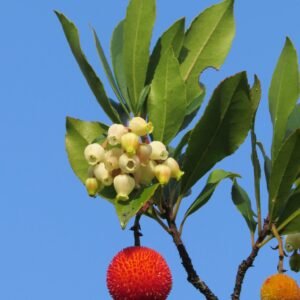 Medronheiro