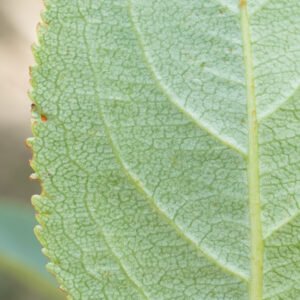 Aronia — Vaso