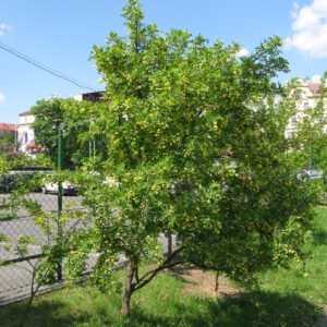Caragana arborescens — Raiz nua