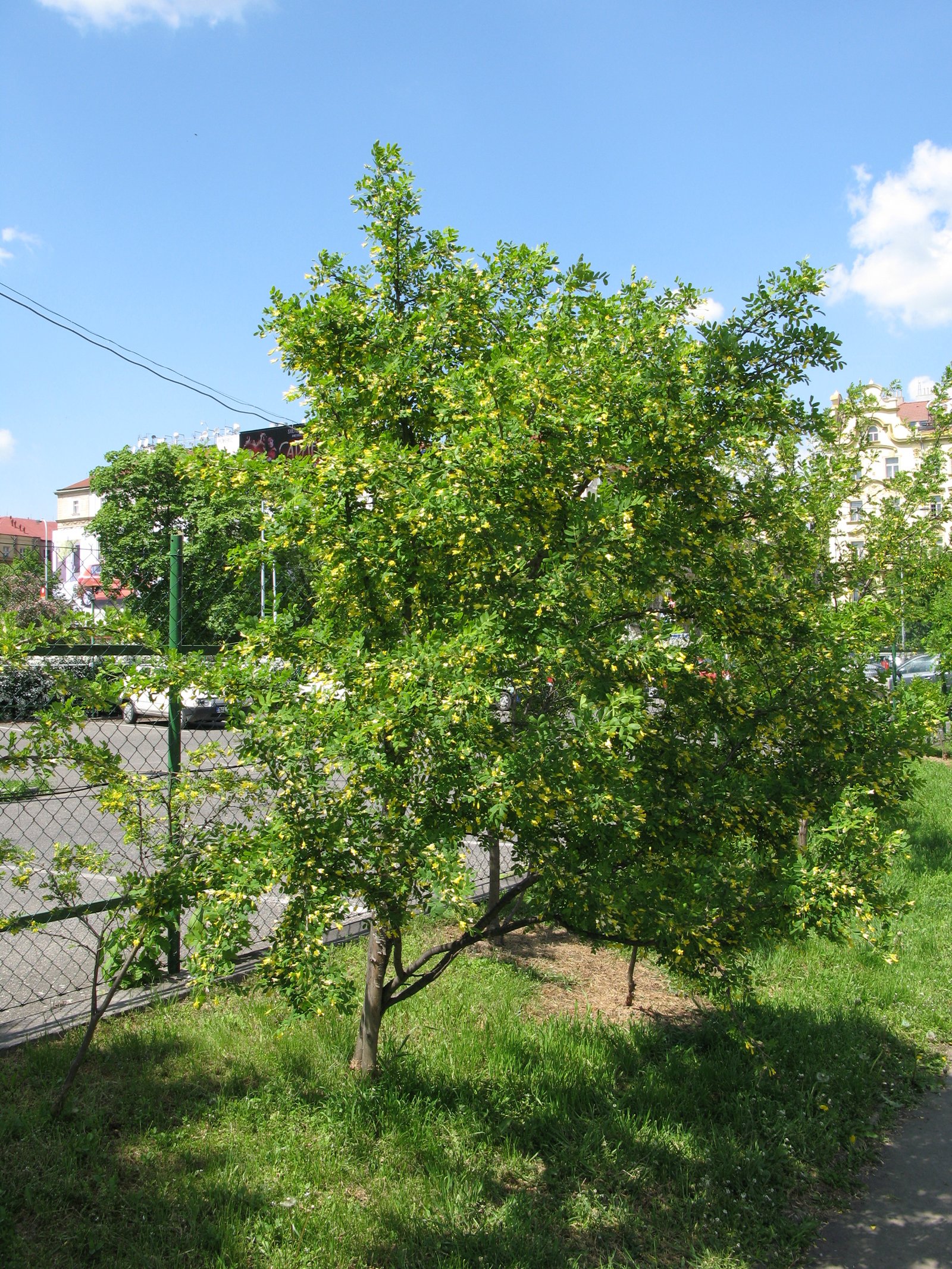 Caragana arborescens — Raiz nua