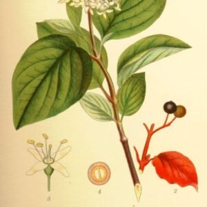 sanguinho legitimo — Raiz nua