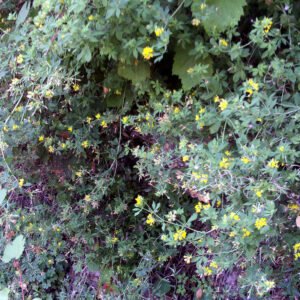 Coronilla de árvore