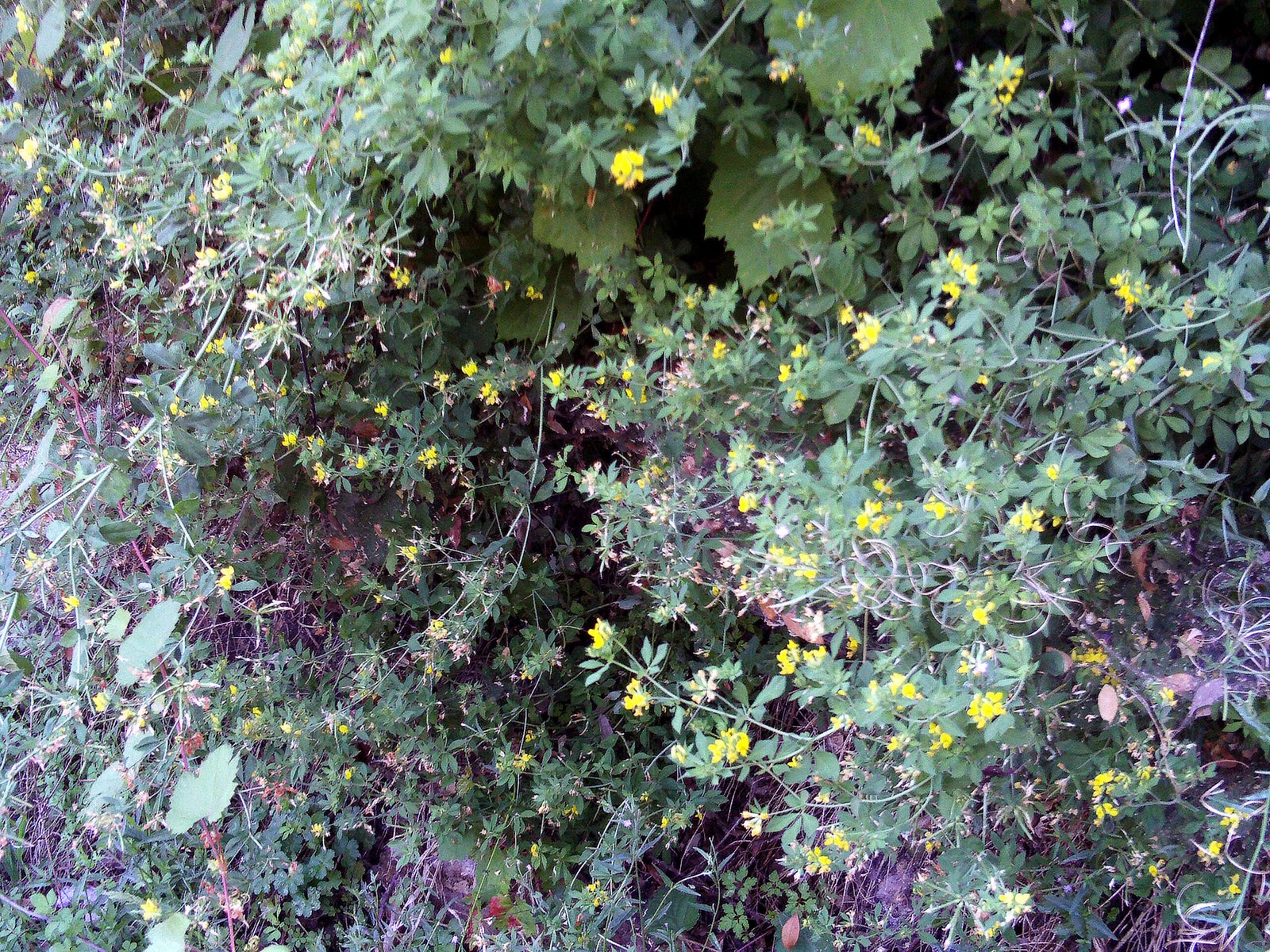 Coronilla de árvore