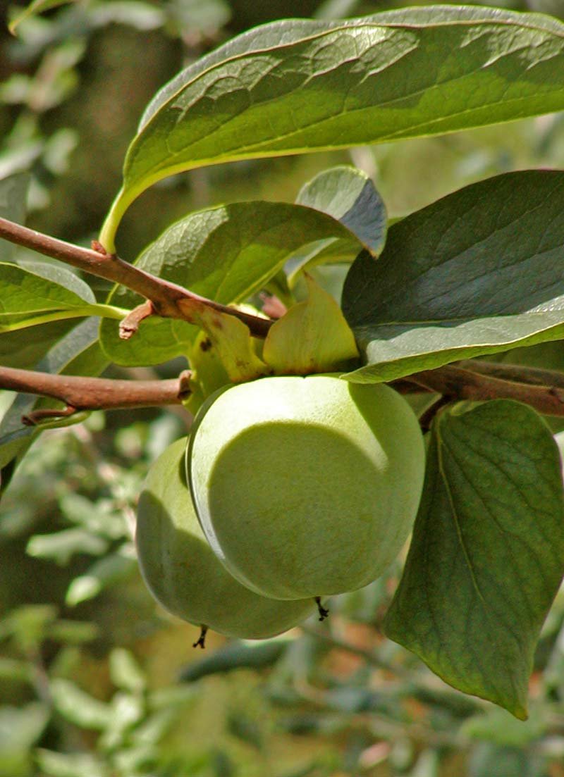 Caqui ou diospireiro