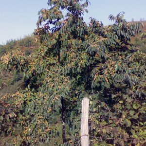 Caqui ou diospireiro