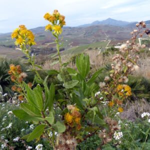 Énula-peganhosa — Alvéolo