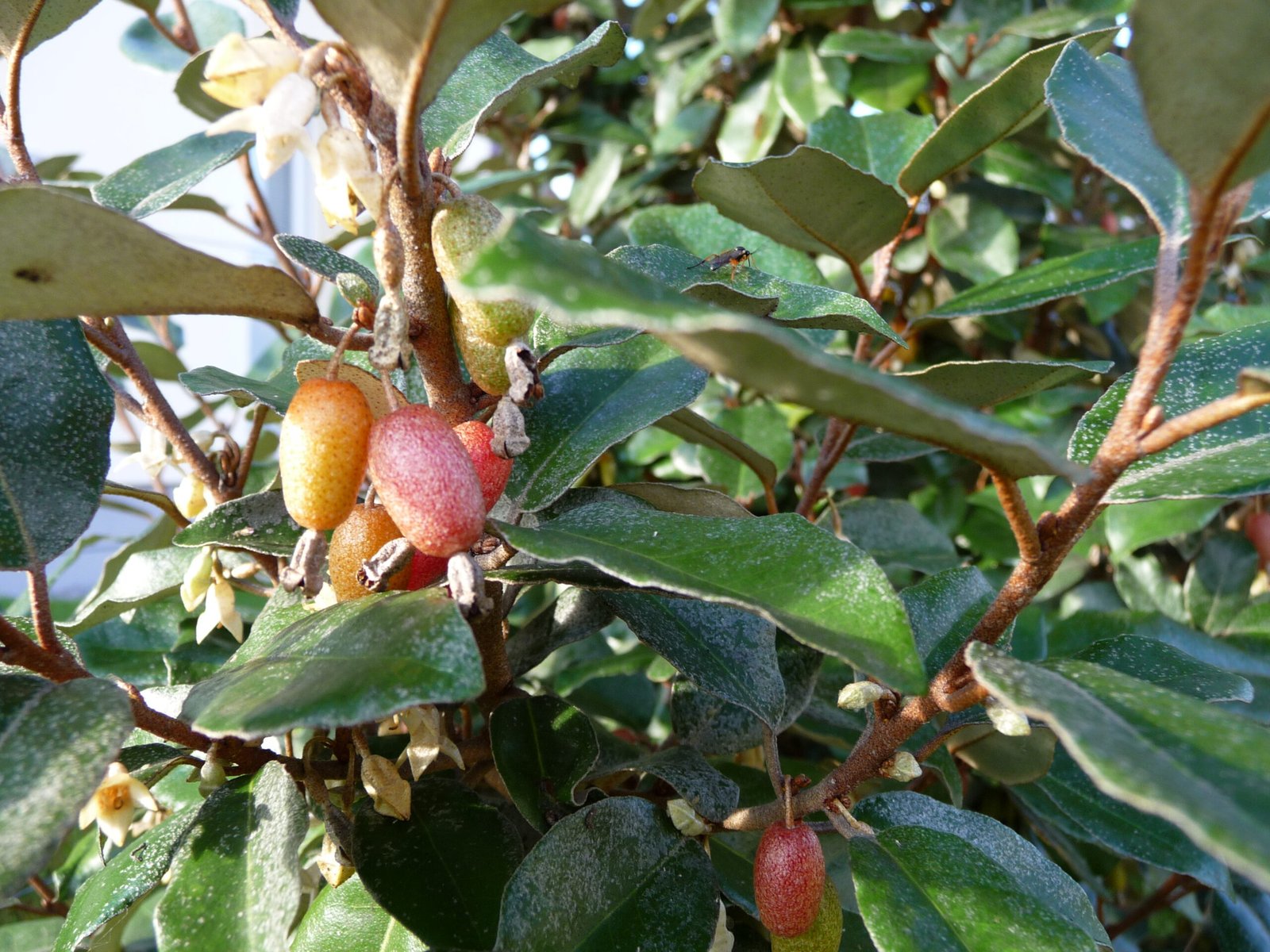 Eleagno ebbingei