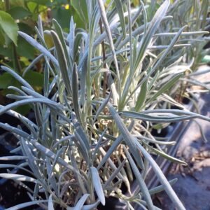 lavanda-portuguesa — Torrão