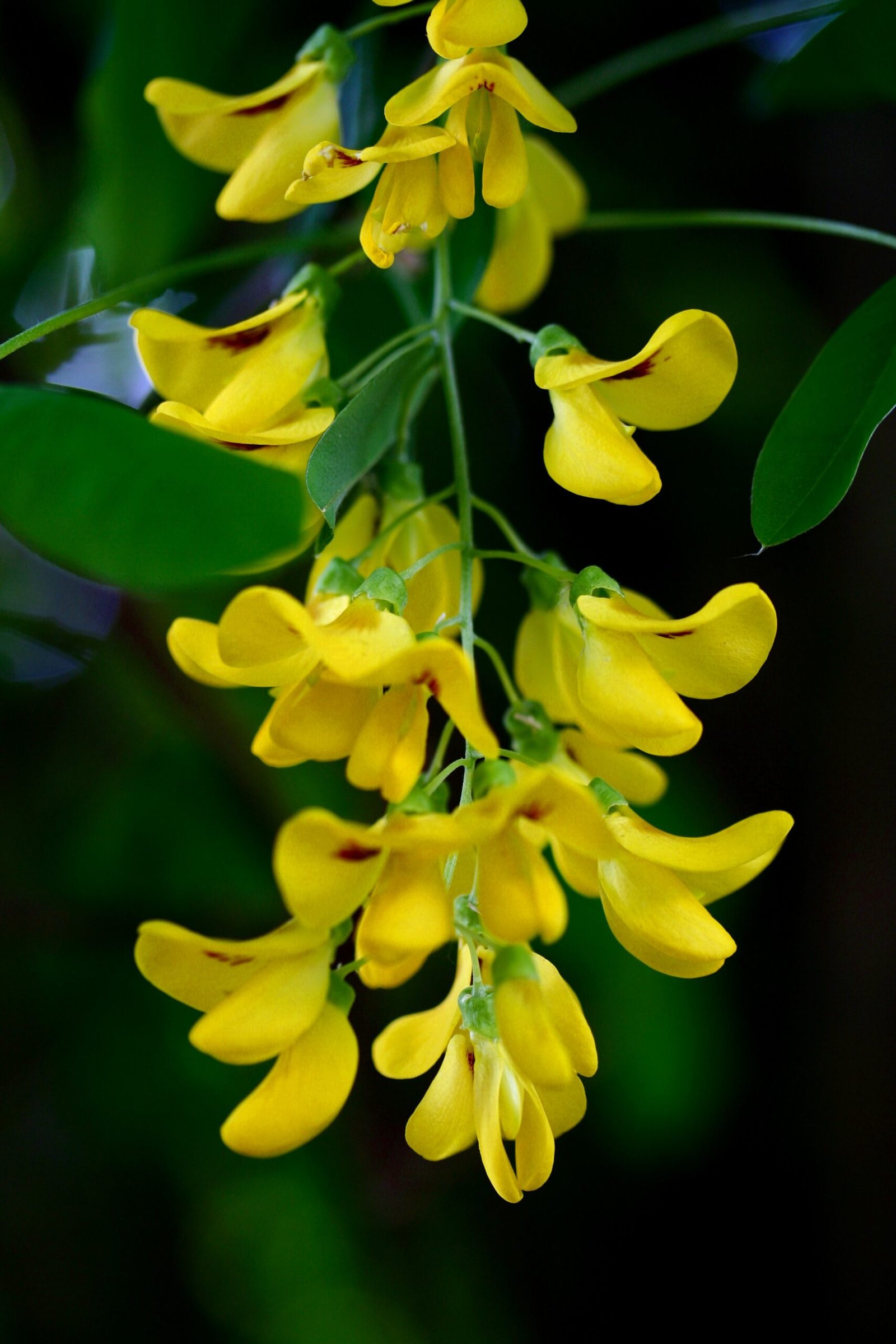 chuva dourada