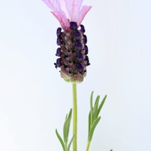 Rosmaninho