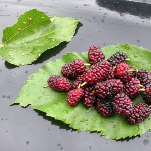 amoreira branca — raiz nua