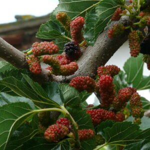 amoreira preta — raiz nua