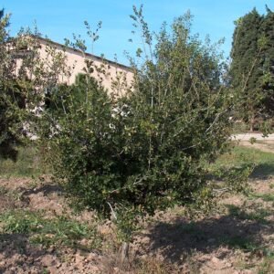 Carrasco — Alvéolo