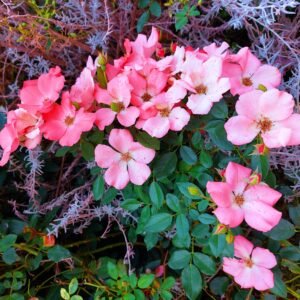 Rosa-mosqueta — Vaso
