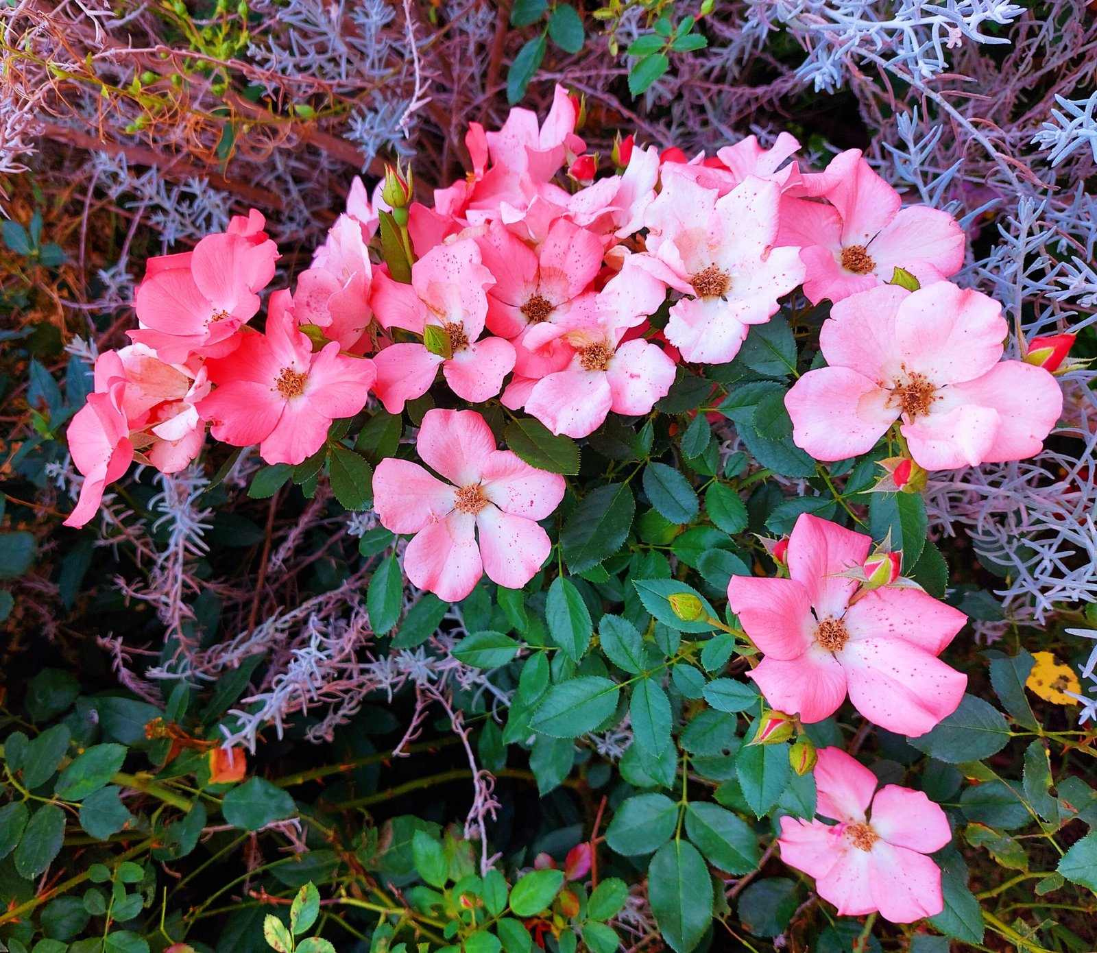 Rosa-mosqueta — Vaso