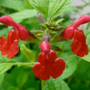 Salvia de folhas pequenas — Vaso
