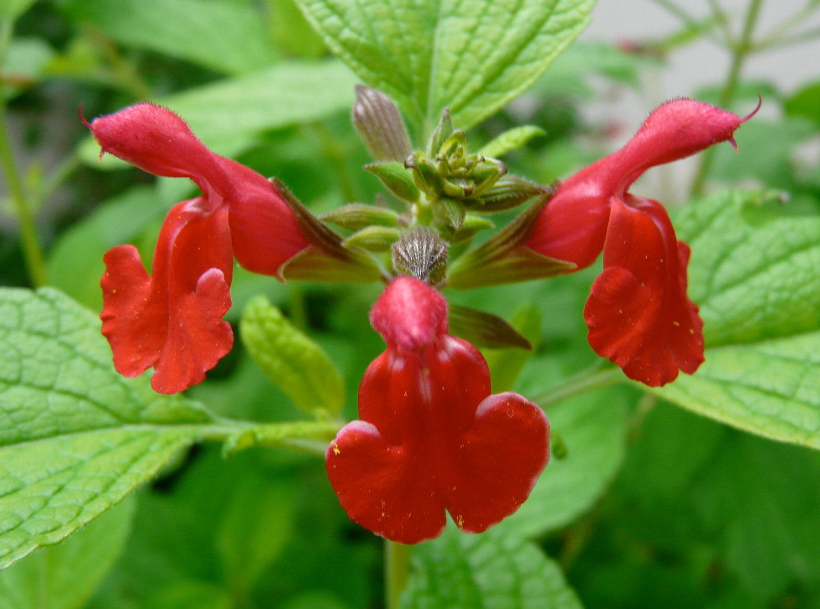 Salvia de folhas pequenas — Vaso