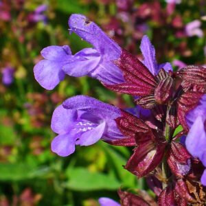Sálvia officinalis — Vaso