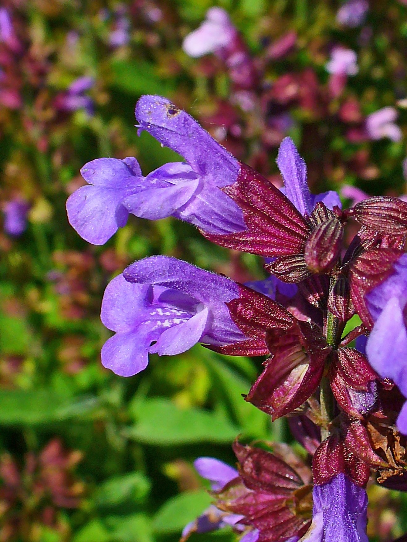 Sálvia officinalis — Vaso