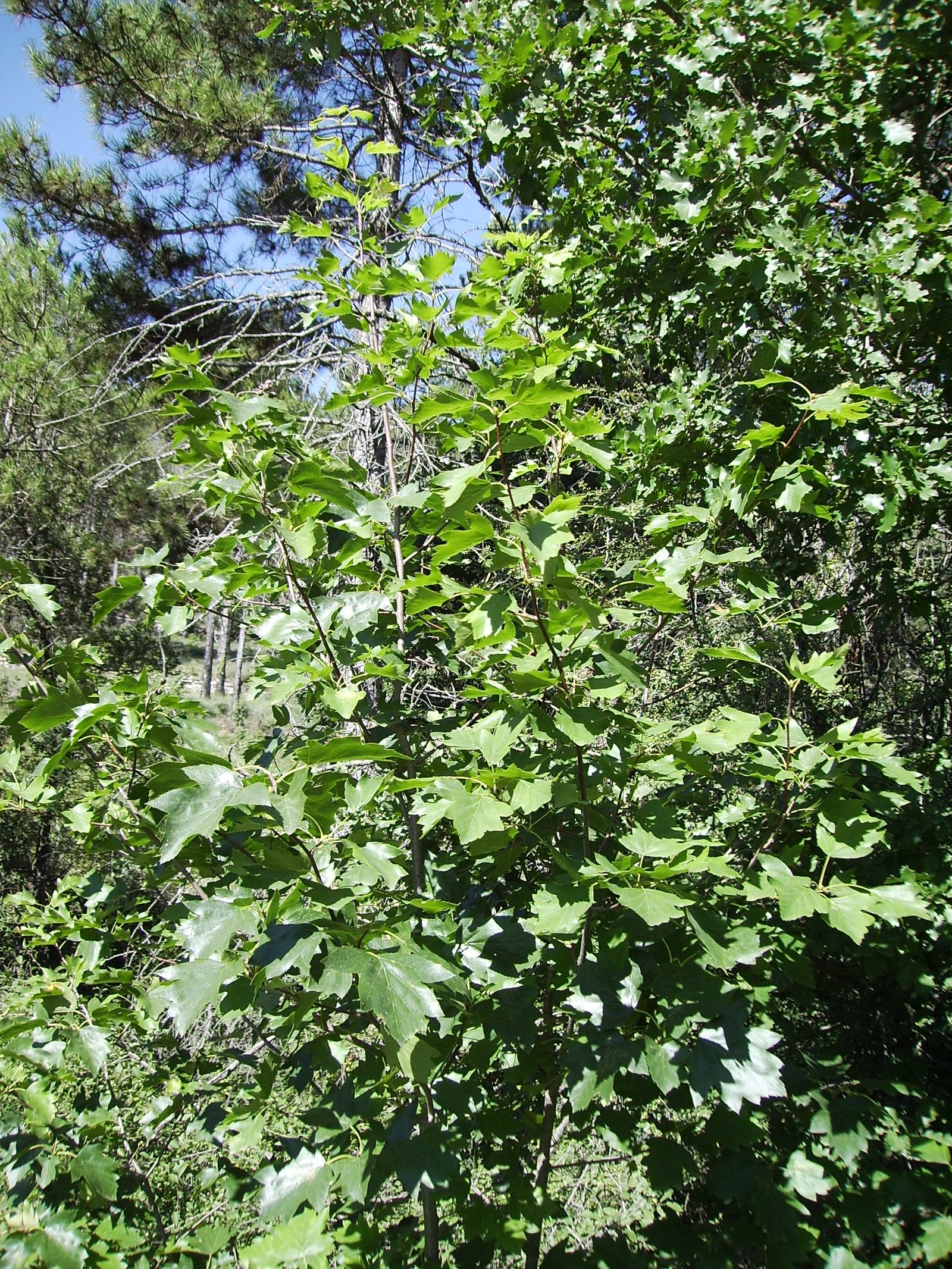 Mostajeiro