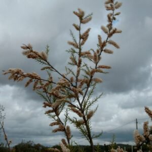 Tamarga