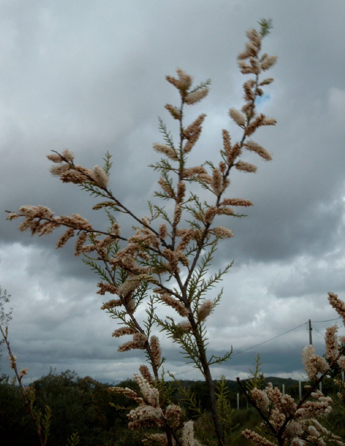 Tamarga