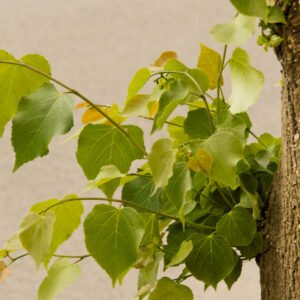 tilia-de-folhas-pequenas