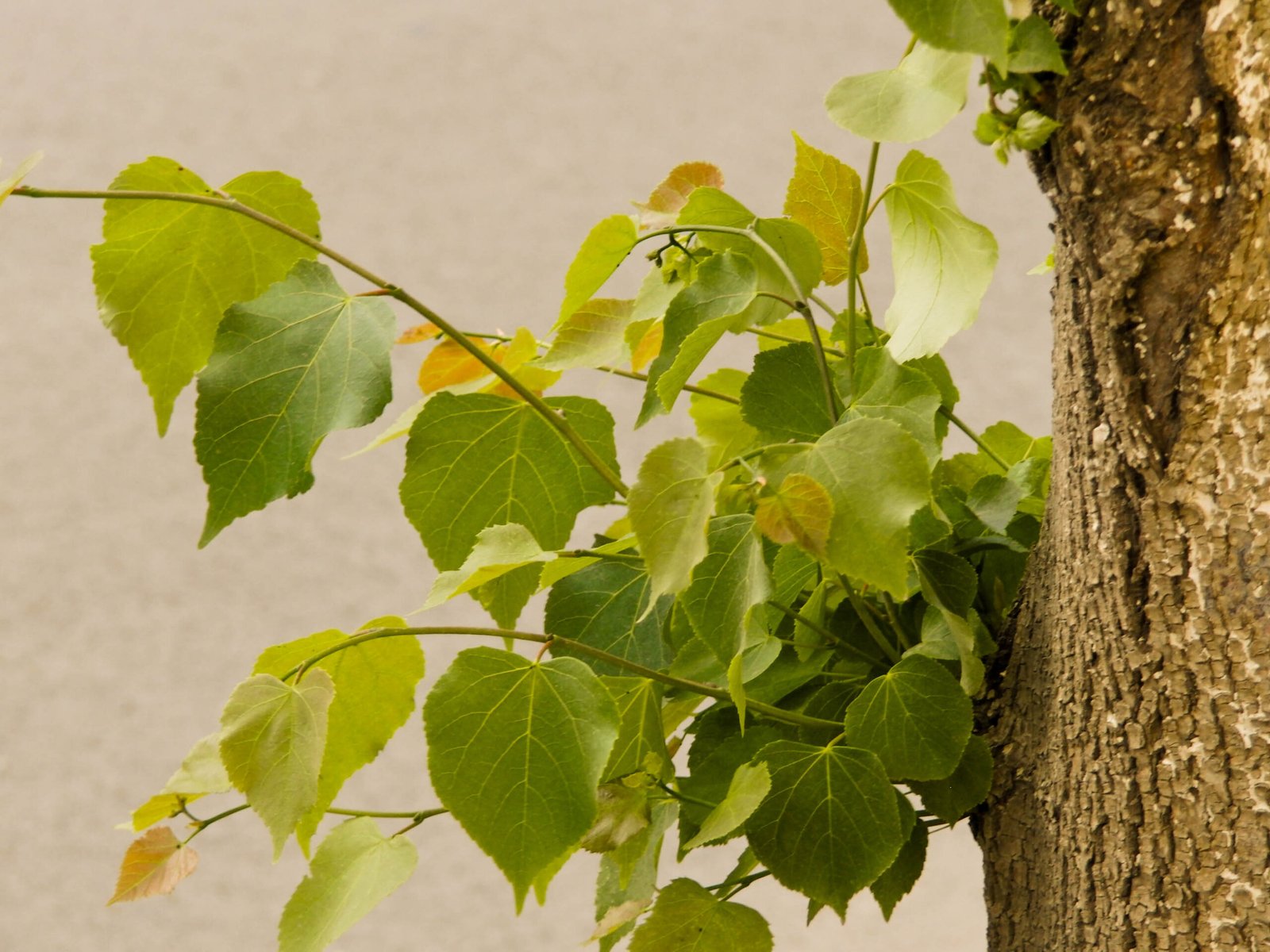 tilia-de-folhas-pequenas