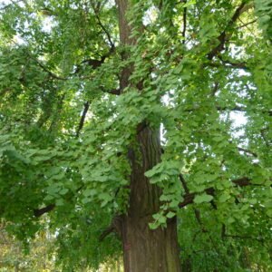 Gincko biloba