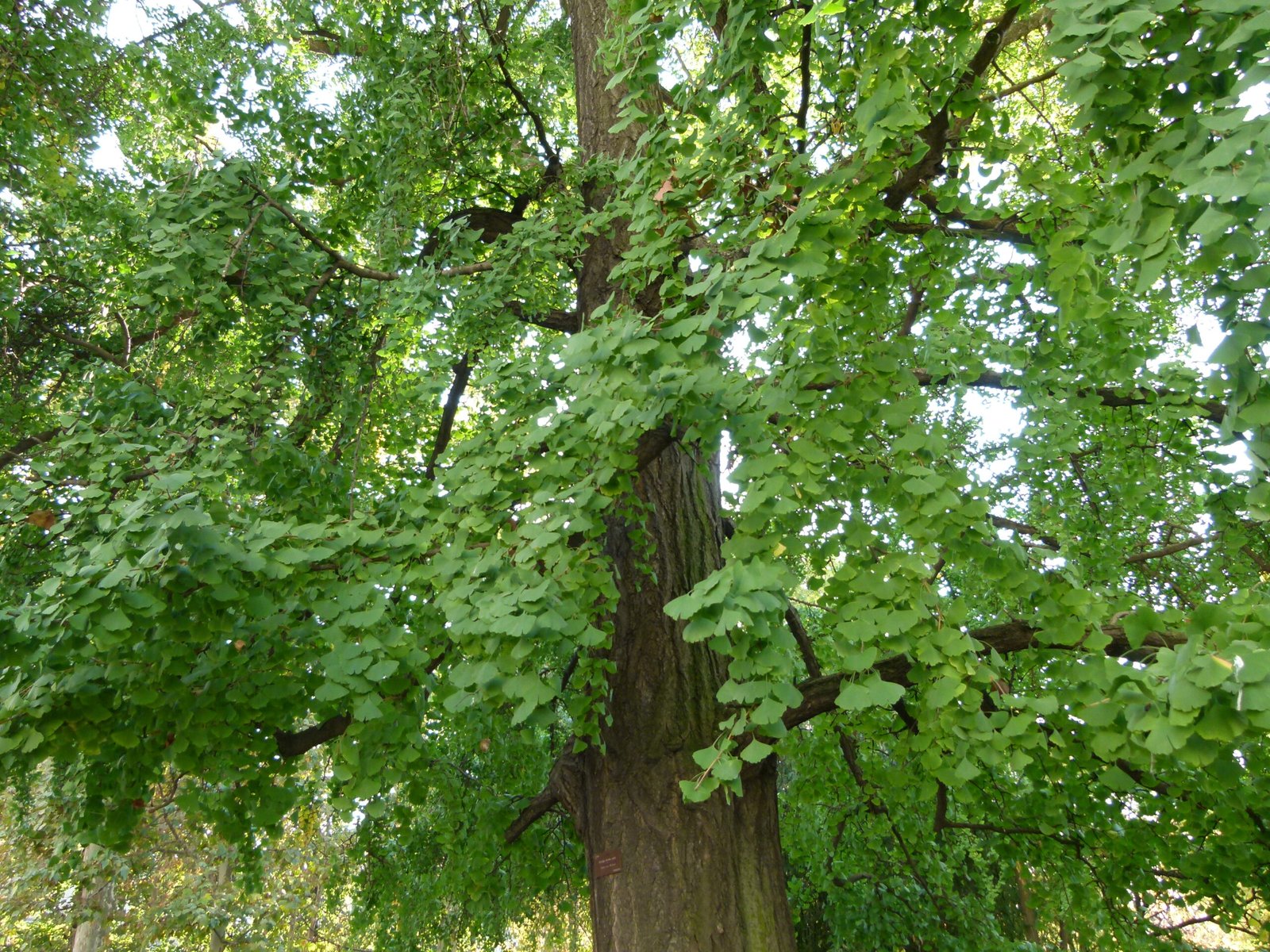 Gincko biloba