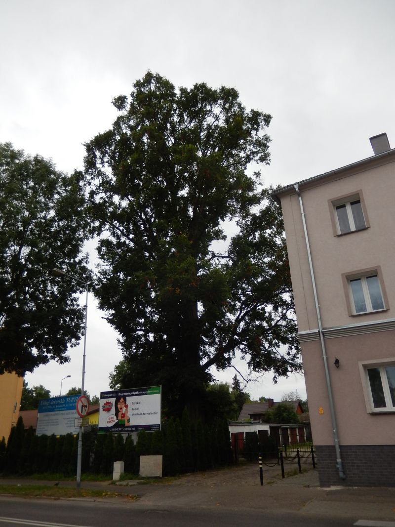 Ulmeiro / Olmo