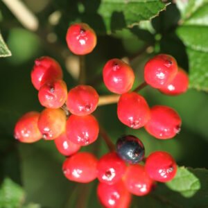 Viburno lantana