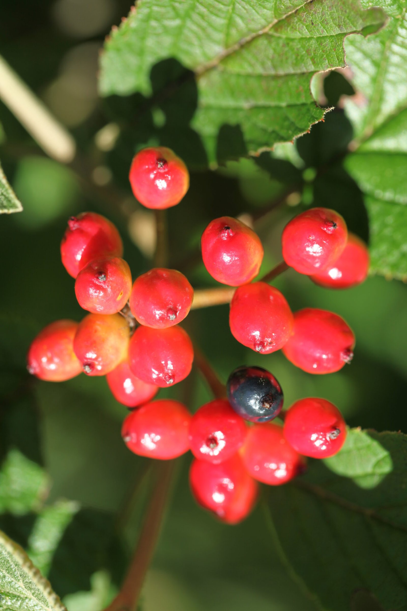 Viburno lantana