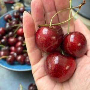 Cerejeira — Lapins — Raiz nua