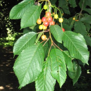 Cerejeira — Burlat — Raiz nua